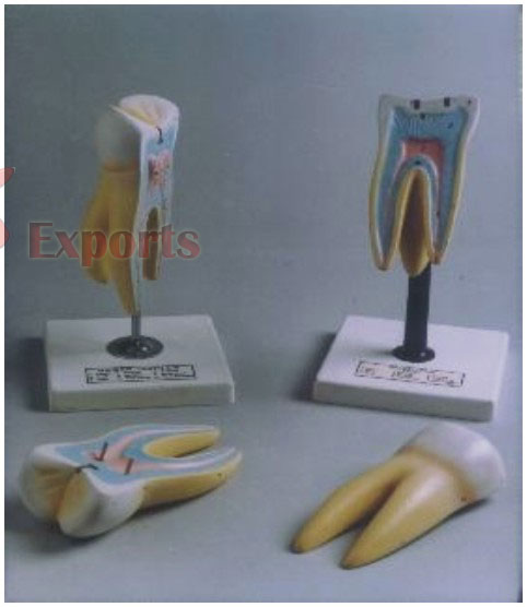 HUMAN TOOTH